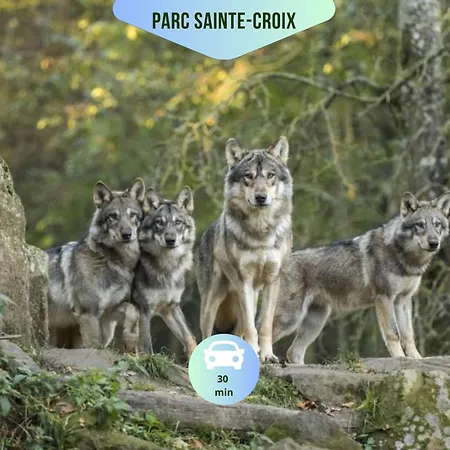 - Maison Familiale Proche Center Parcs Et Parc De Sainte Croix * Blâmont
